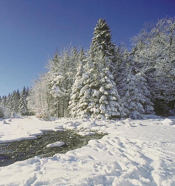 Vakantiepark Wilhelm Tell Superieur Chalet Opglabbeek Kültér fotó